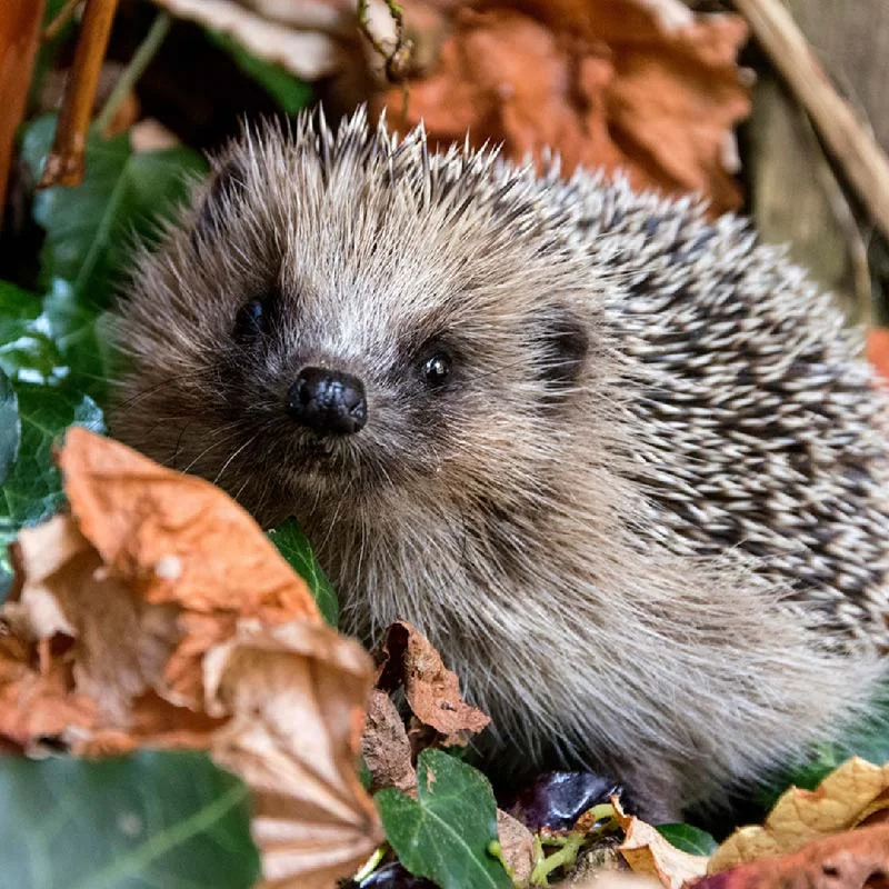 Autumn Hedgehog Luncheon Size Paper Napkins