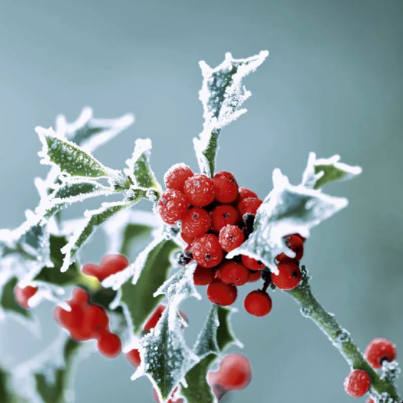 Frosty Holly Cocktail Size Paper Napkins