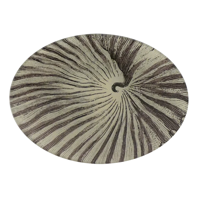 Nautilus Platter by John Derian